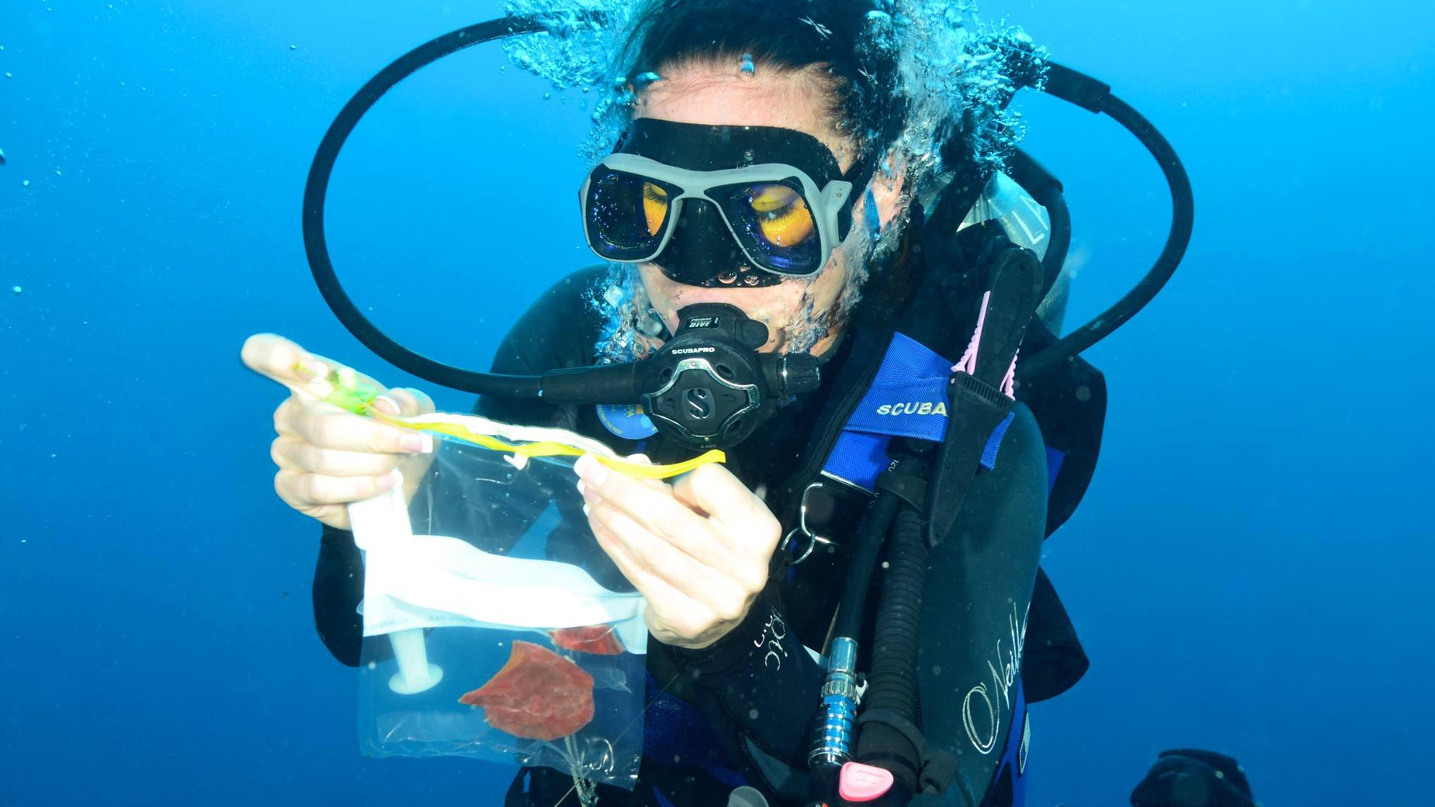 Sponges Oldest Creatures in the Sea?